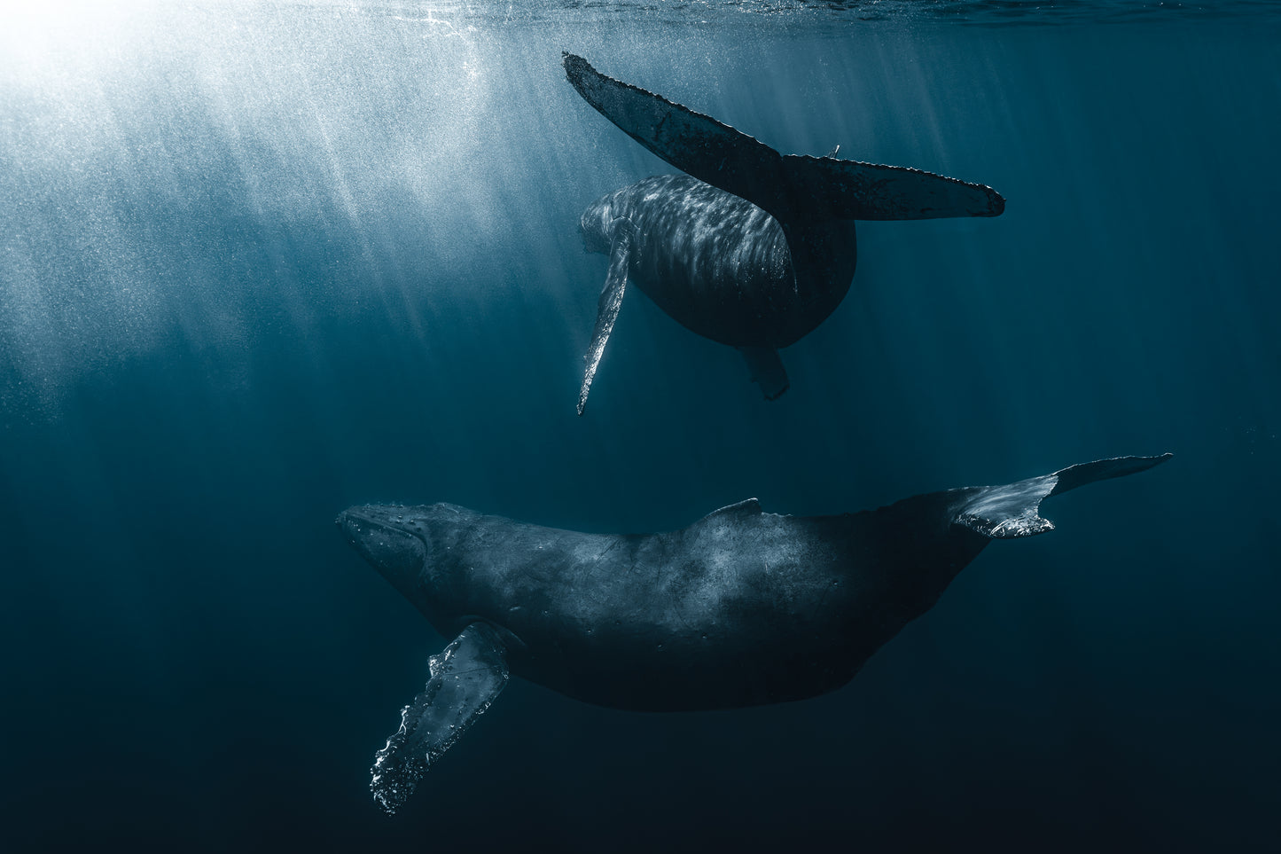 BLUE WORLD V