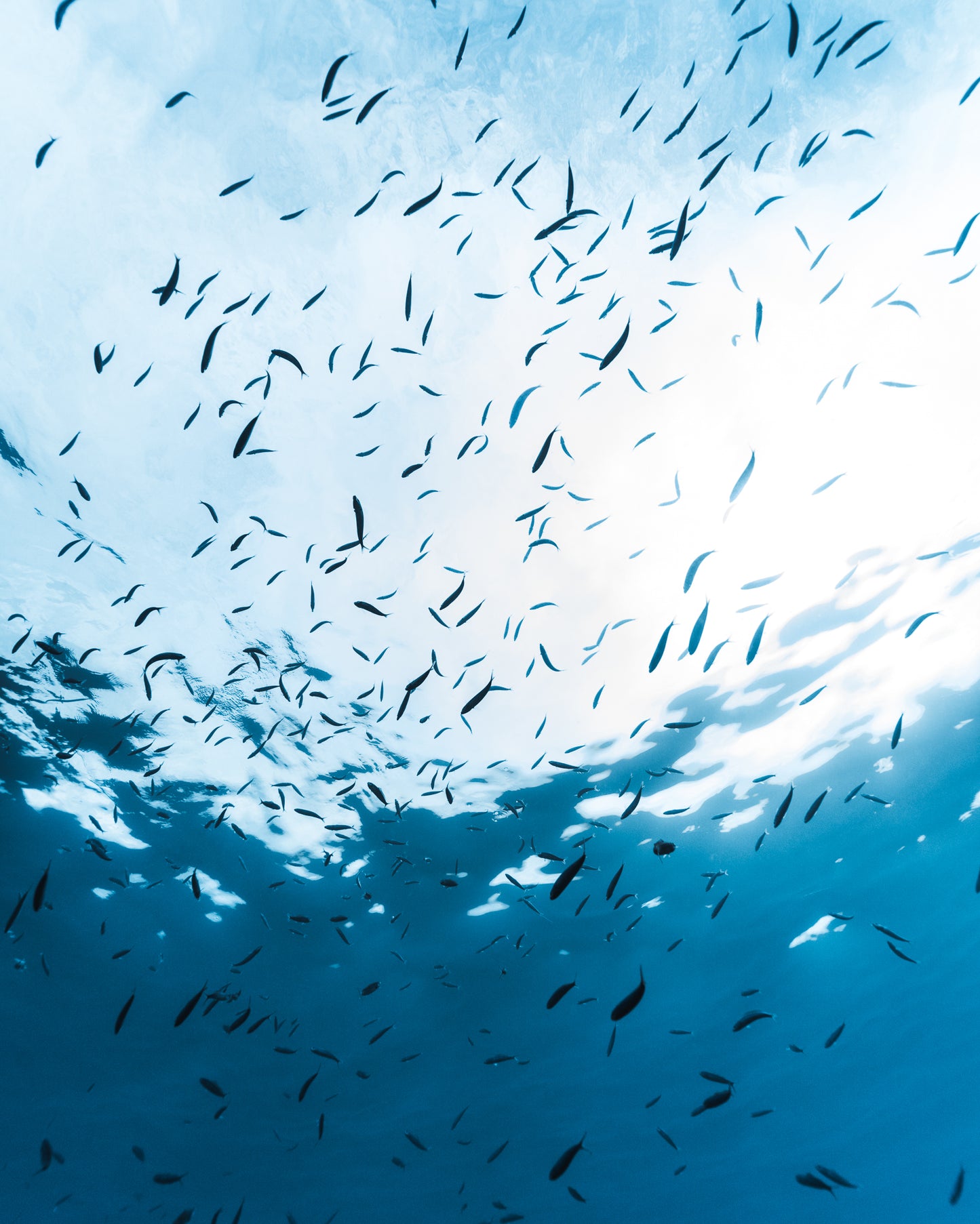 BLUE WORLD VI