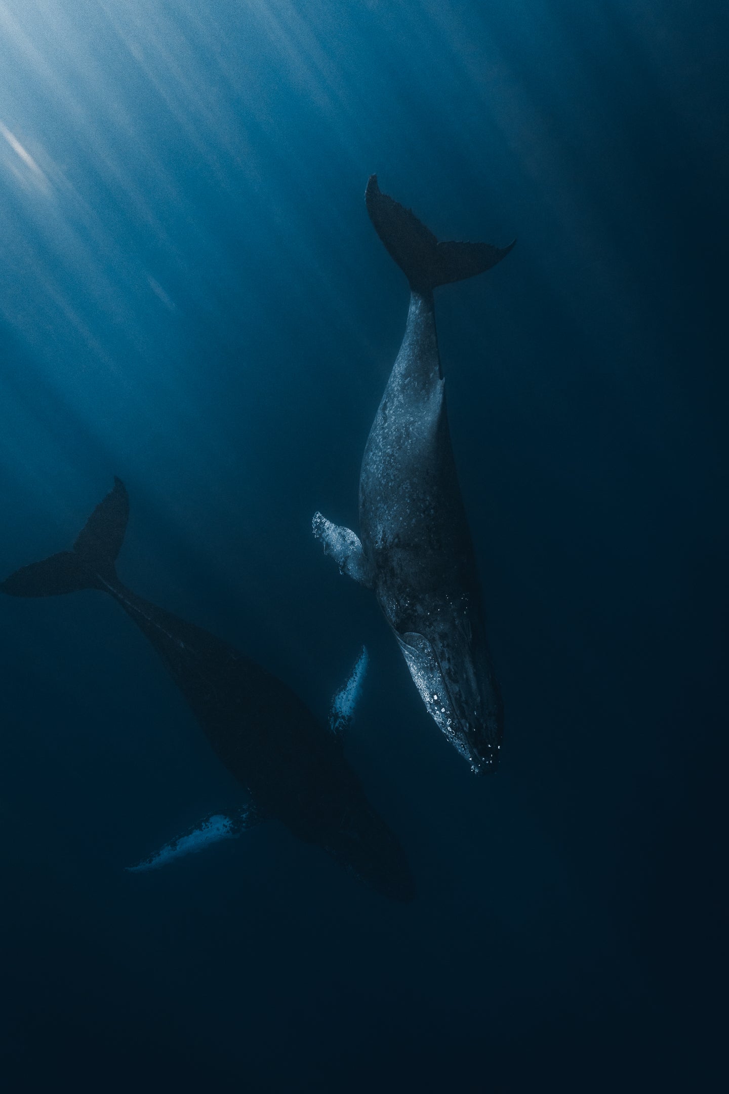 BLUE WORLD XII