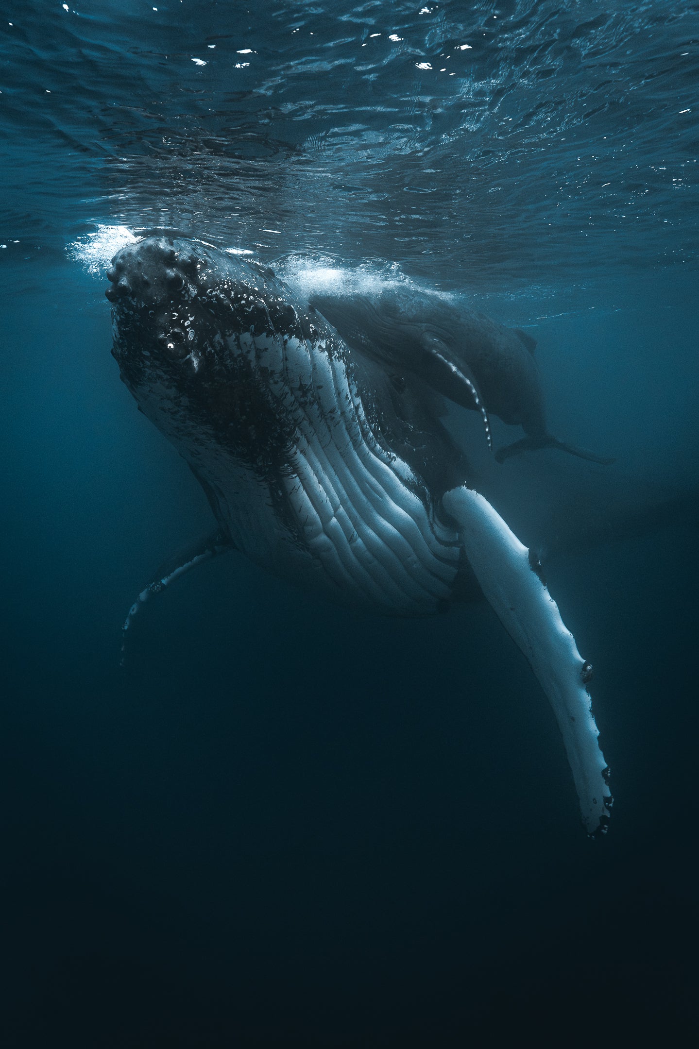 BLUE WORLD XVII