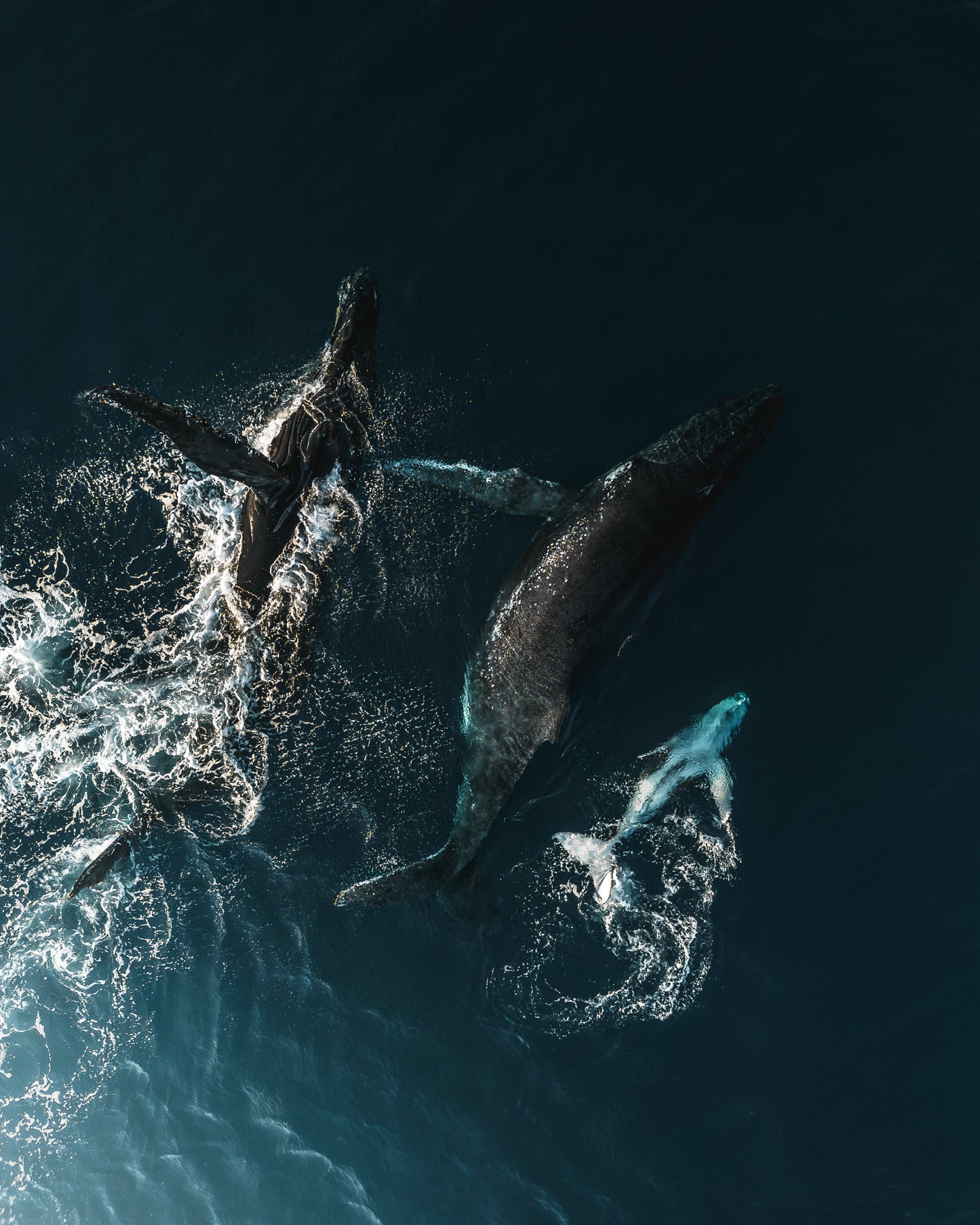 BLUE WORLD XIV