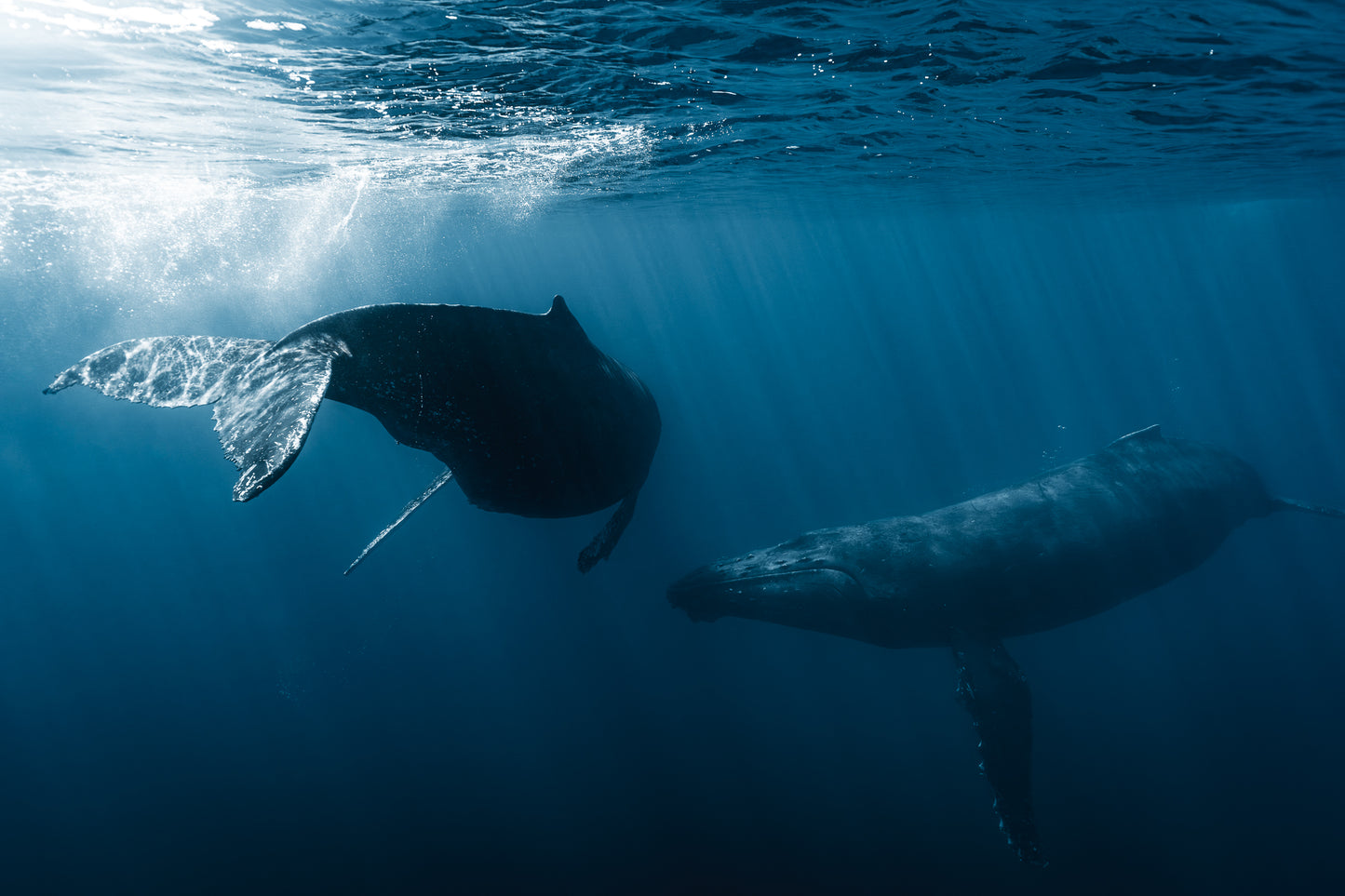 BLUE WORLD IX