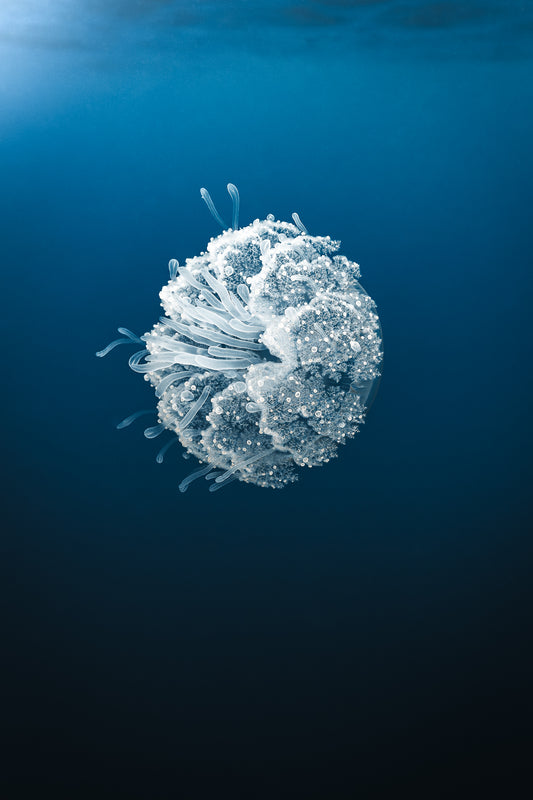 BLUE WORLD XXIV