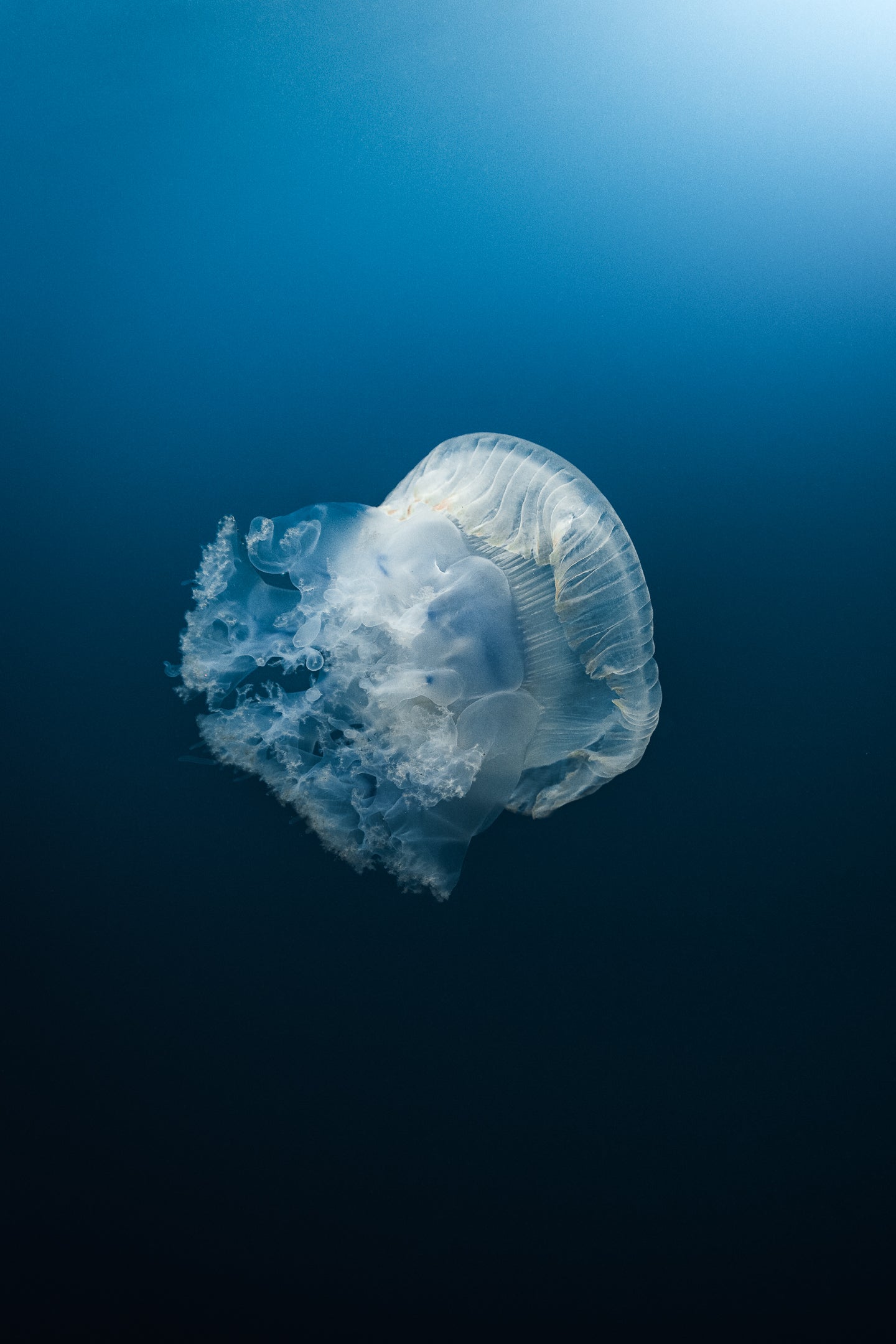 BLUE WORLD XXI
